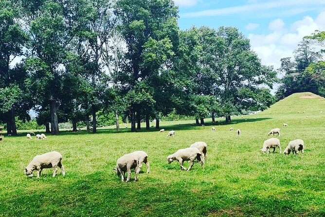 Auckland Nature Tour - One Tree Hill (Maungakiekie): walking under trees with farm animals nearby