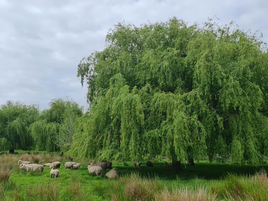 Auckland Nature Tour - Who this tour suits best (and when to choose something else)