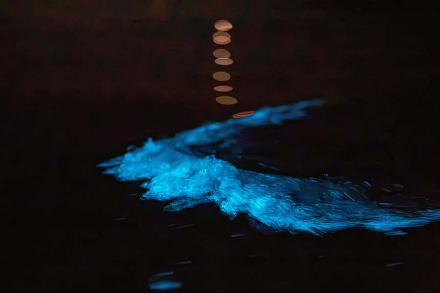 Auckland: Night Kayak Tour in Glowing Bioluminescent Waters - Key highlights worth getting excited about