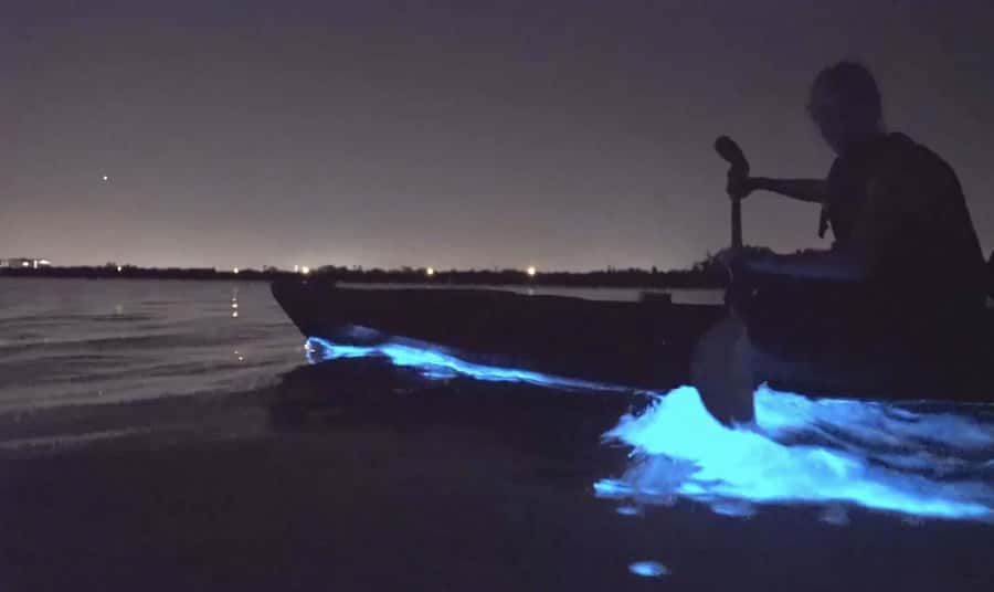 Auckland: Night Kayak Tour in Glowing Bioluminescent Waters - Sea Sparkle on Auckland water: what you actually see at night