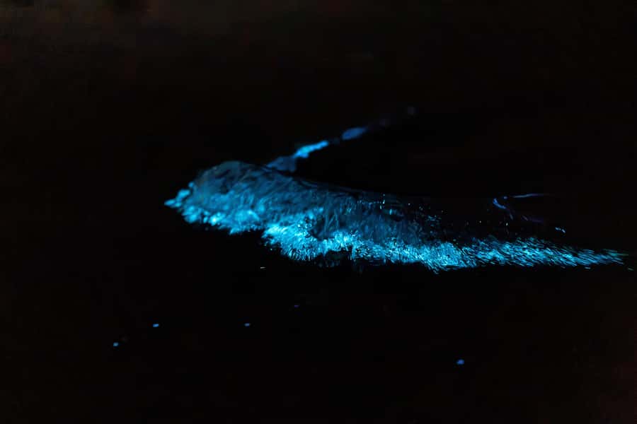 Auckland: Night Kayak Tour in Glowing Bioluminescent Waters - The 75-minute paddle: where bioluminescence shows up best