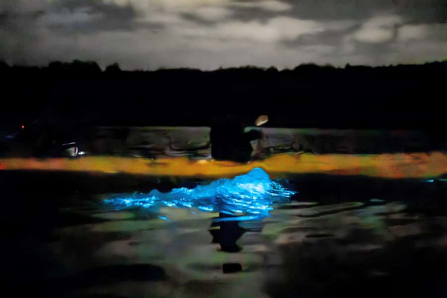 Auckland: Night Kayak Tour in Glowing Bioluminescent Waters - What makes the group size matter (and why it helps you see more)