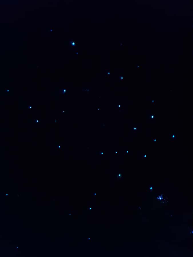 Auckland North Shore Glowworm Tour - The Walk to the Glowworm Spot: Quiet Trails and Close Encounters