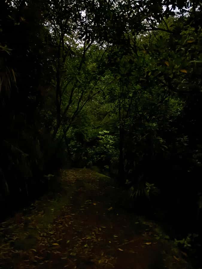 Auckland North Shore Glowworm Tour - Awaruku Reserve: Kauri and Nikau Palms Before the Lights Turn On