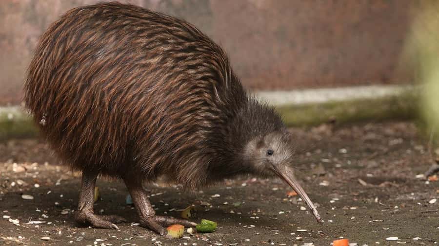 Auckland: Rotorua Highlights inc Wai O Tapu & Te Puia Tour - Te Puia Māori Culture and the Kiwi Conservation Centre
