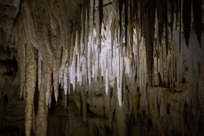 Auckland: Rotorua Māori Village, Waitomo Caves & Lunch - Lunch in Rotorua: picnic meal in geothermal country