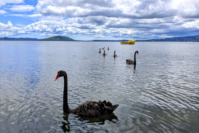 Auckland: Rotorua, Taupo, Waiotapu & Huka Falls Private Trip - Wai-O-tapu and Lady Knox geyser: self-guided time you can actually control