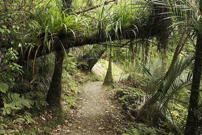 Auckland's Wild West Coast & Black Sand Beaches Tour inc Lunch - Muriwai gannet colony walk: big wildlife energy without rushing