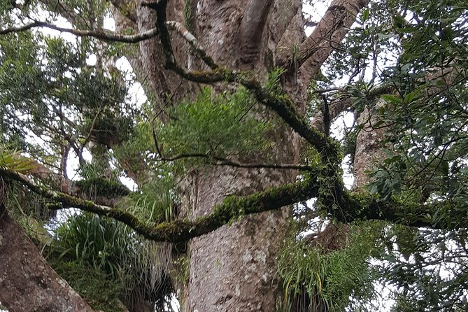 Auckland Sights Exclusive 8 Hour Luxury Day Tour - Pickup, comfort, and the small “luxury” details