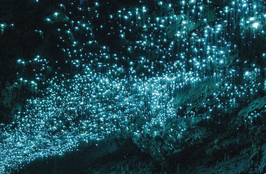 Auckland: Spellbound Glowworm Caves Explorer Tour - Key points worth clocking before you go