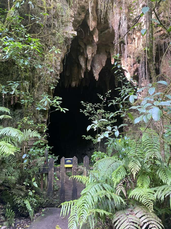 Auckland: Spellbound Glowworm Caves Explorer Tour - Price and value check: is $194 worth it?