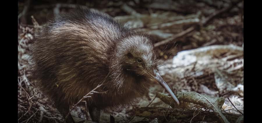 Auckland (Tawharanui): Wild Kiwi Bird Spotting Encounter - What you’ll learn while you walk (and how it helps you spot kiwi)