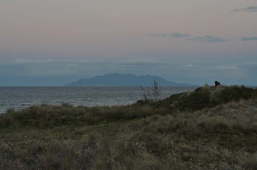 Auckland (Tawharanui): Wild Kiwi Bird Spotting Encounter - Transport, timing, and what the 2-hour experience really means