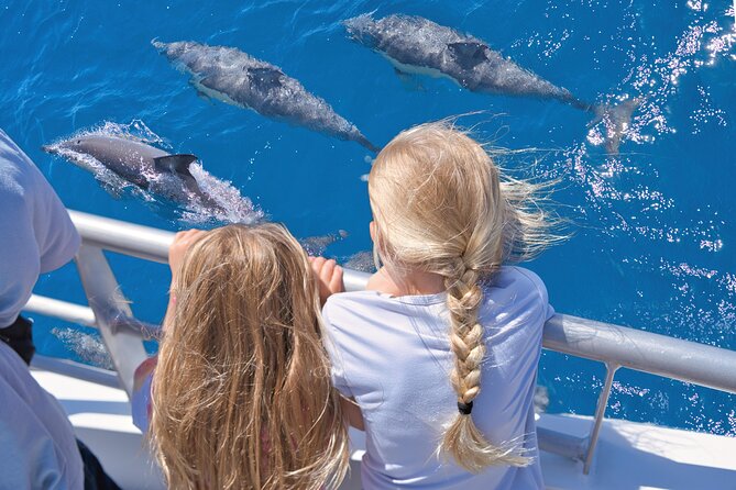 Auckland: Tikapa Moana Dolphin, Whale and Island Cruise - Key highlights before you book