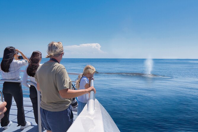 Auckland: Tikapa Moana Dolphin, Whale and Island Cruise - Leaving the Quay: price, timing, and what the day is really like