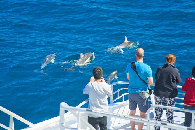 Auckland: Tikapa Moana Dolphin, Whale and Island Cruise - What I’d pack and plan for (so you don’t lose your day to the weather)