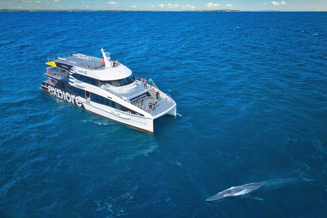 Auckland: Tikapa Moana Dolphin, Whale and Island Cruise - Spotting wildlife on the Hauraki Gulf, and why the guarantee matters