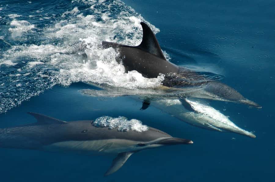 Auckland: Tikapa Moana Whales, Dolphins and Islands Cruise - Tikapa Moana from the Viaduct, it’s a full day of real sea spotting