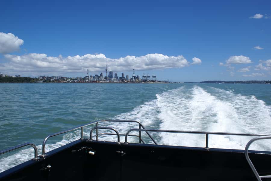 Auckland: Tikapa Moana Whales, Dolphins and Islands Cruise - How to choose your departure time like a pro