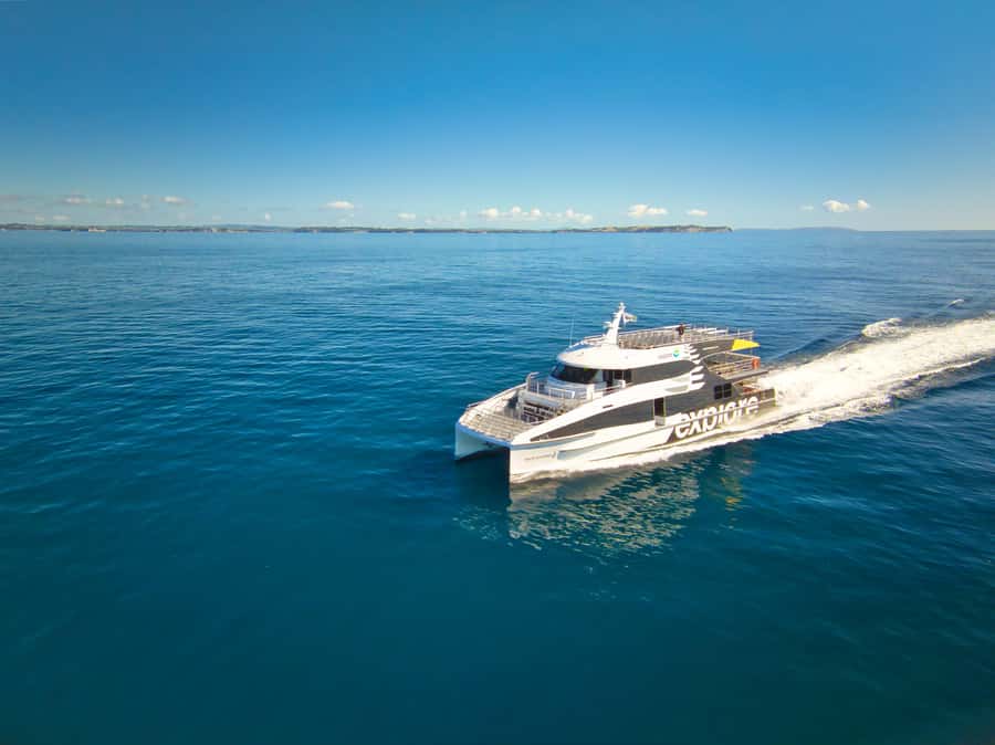 Auckland: Tikapa Moana Whales, Dolphins and Islands Cruise - The $92 value check: what you are really paying for