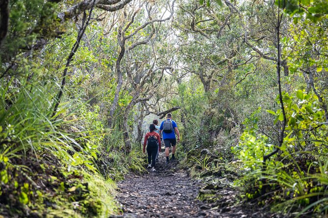 Auckland to Rangitoto Island Ferry - Lava caves detours: do them if you have time