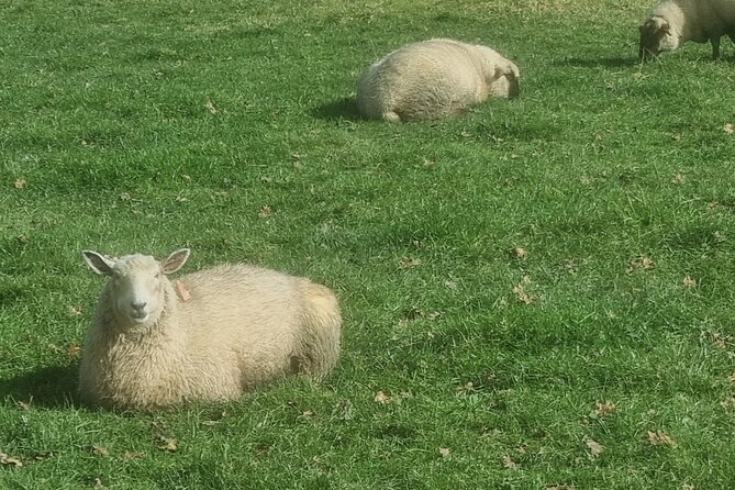 Auckland Town and Country Delights Tour - East Auckland, countryside, and coast, all in one 6.5 hour day