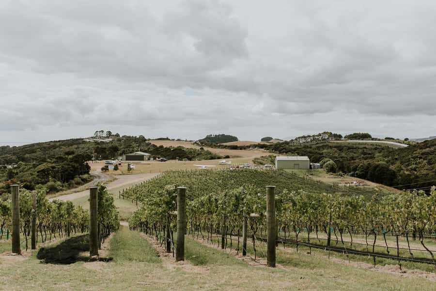 Auckland: Waiheke Island Wine and Food Tasting with Flights - Should you book Waiheke Wings Wine and Food Tasting with Flights?