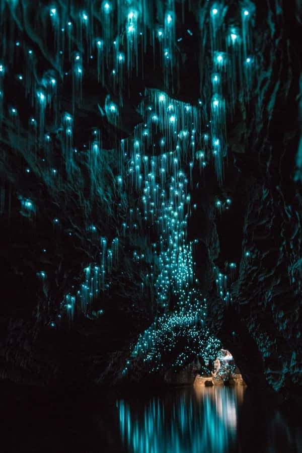 Auckland: Waitomo Caves & Rotorua - Te Puia Small-Group Tour - Scenic Waikato stops, legs-out breaks that actually matter