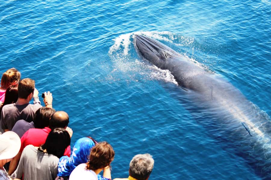 Auckland: Whale and Dolphin Watching Half-Day Eco Cruise - Key highlights you should know before you go