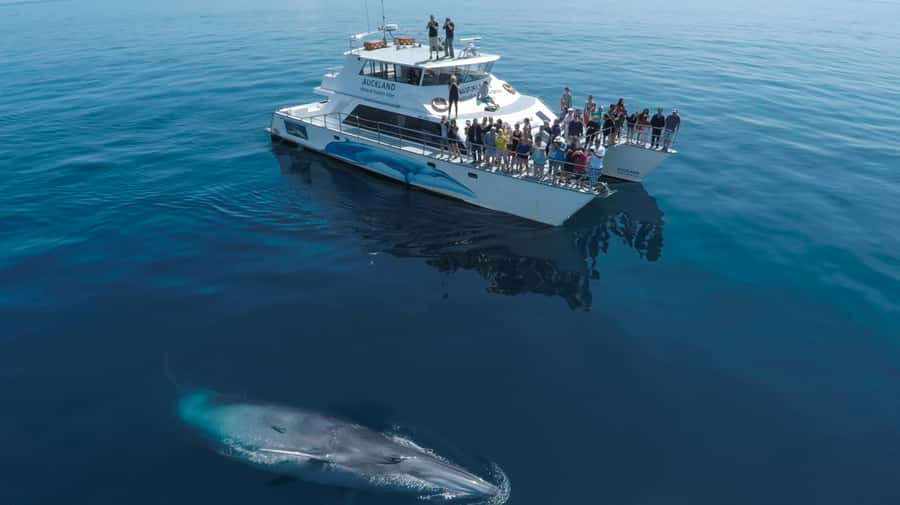 Auckland: Whale and Dolphin Watching Half-Day Eco Cruise - From dock to open water: how the Dolphin Explorer sets the tone