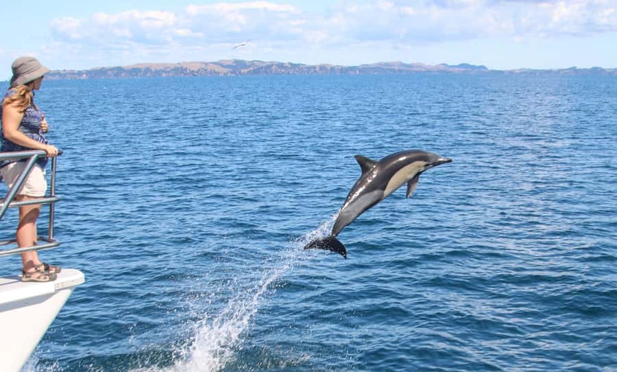 Auckland: Whale and Dolphin Watching Half-Day Eco Cruise - Expert commentary and onboard science: why it feels different than a basic boat tour