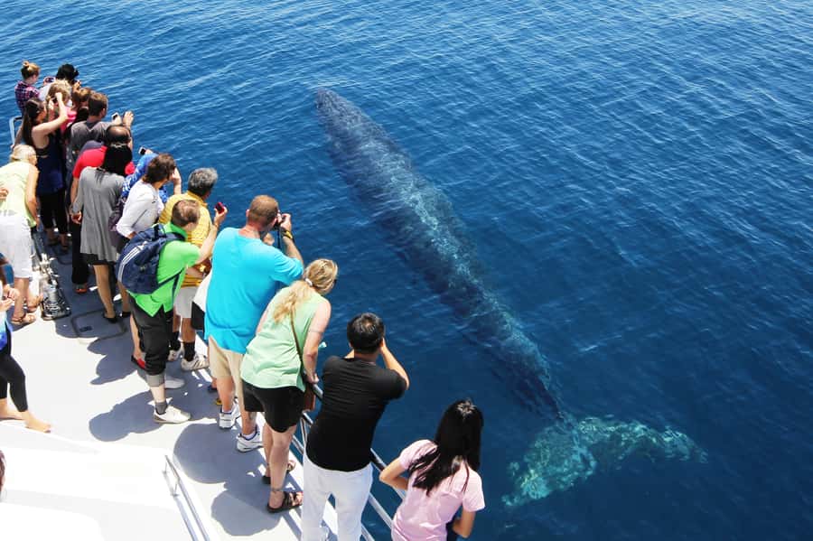 Auckland: Whale and Dolphin Watching Half-Day Eco Cruise - Who this eco cruise is best for, and who should think twice