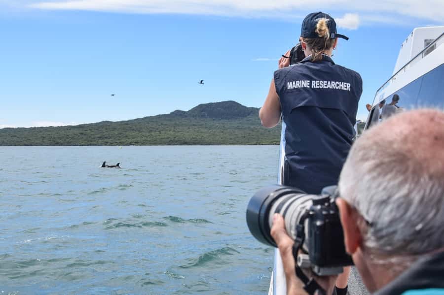 Auckland: Whale and Dolphin Watching Half-Day Eco Cruise - How to plan your day around the cruise for best results