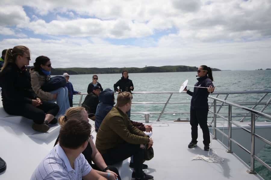 Auckland: Whale and Dolphin Watching Half-Day Eco Cruise - The wildlife game plan: what you can realistically expect to see