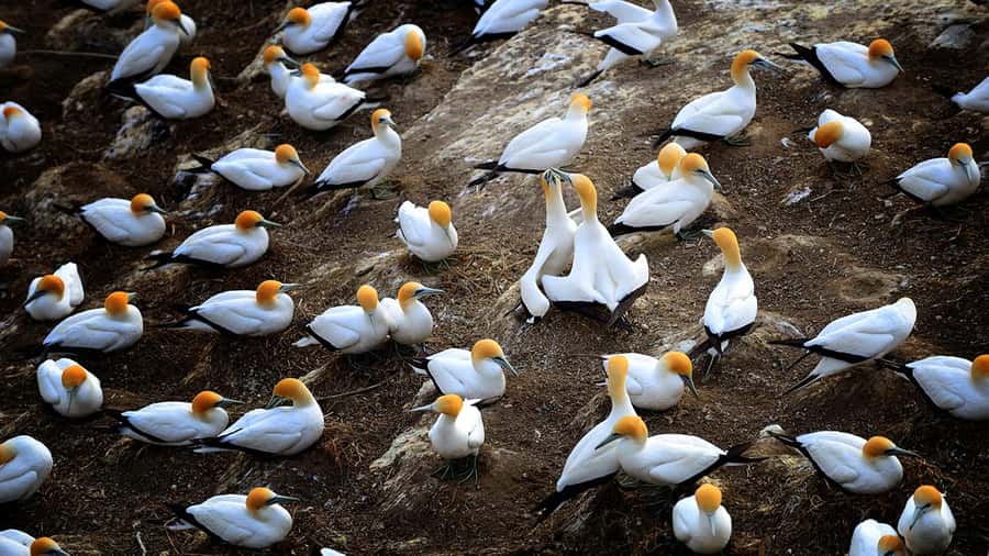 Auckland: Wild West Coast, Black Sand Beaches Tour inc Lunch - Key takeaways