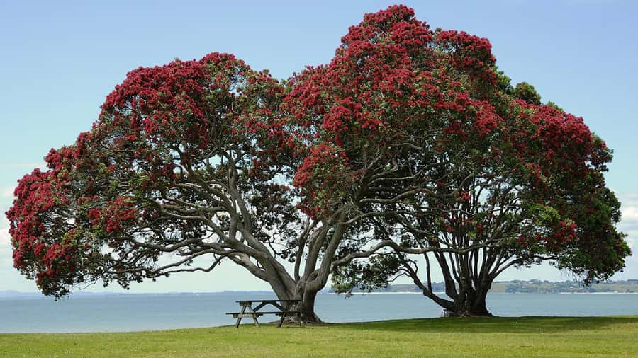 Auckland: Wild West Coast, Black Sand Beaches Tour inc Lunch - Devonport: the seaside break after the wild coast