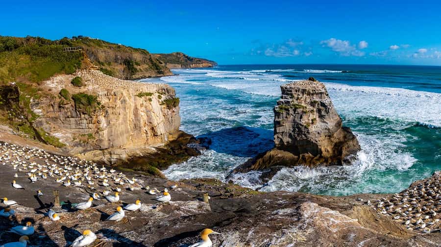 Auckland: Wild West Coast, Black Sand Beaches Tour inc Lunch - Meeting at Sky Tower, then straight onto the North Shore