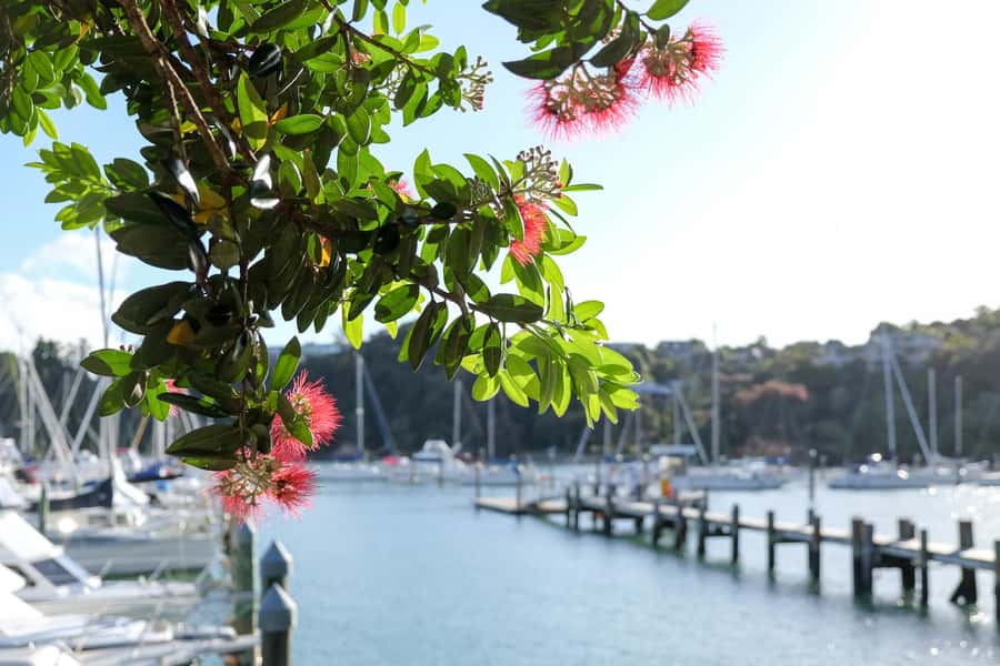 Bay of Islands: 1 Hour Scenic Bay of Islands Tour - Haruru Falls Stop, Mist, and Māori Stories