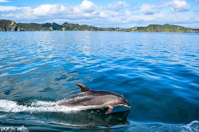 Bay of Islands 2-Day Small Group Tour & Cruise from Auckland - Opononi to Waitangi Treaty Grounds, where the day becomes cultural and human