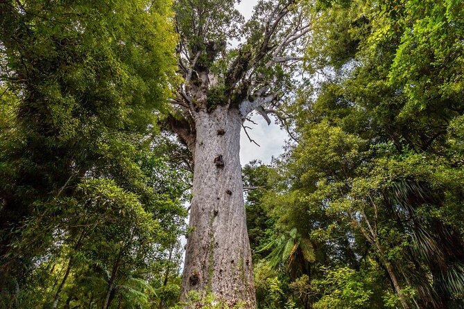 Bay of Islands 2-Day Small Group Tour & Cruise from Auckland - Should you book this Bay of Islands 2-Day Tour from Auckland?