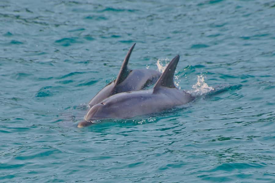 Bay of Islands: Discover the Bay Cruise with Island Lunch - Wildlife spotting that feels real, not random