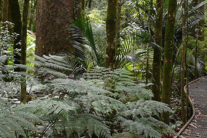 Bay of Islands Glow Worm Caves & Scenic Shore Excursion - The human factor: guides, pacing, and live commentary