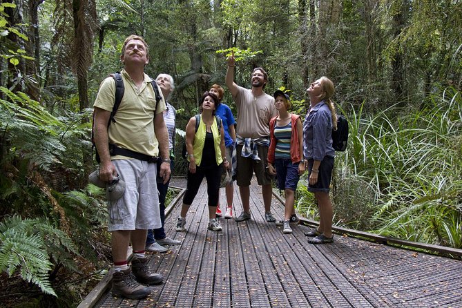 Bay of Islands Shore Excursion: Puketi Rainforest Guided Walk - Key things to know before you go