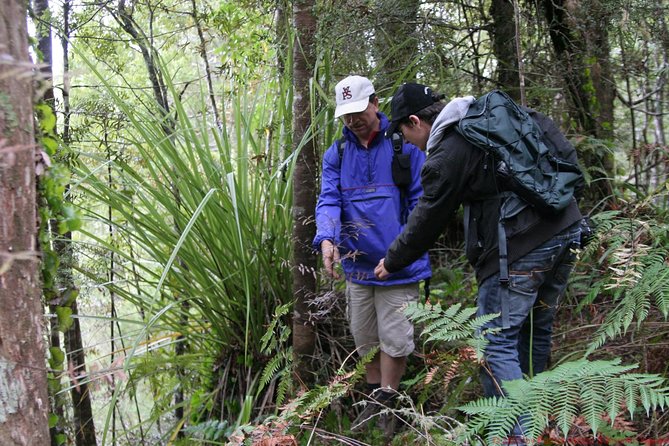 Bay of Islands Shore Excursion: Puketi Rainforest Guided Walk - Puketi Rainforest at Bay of Islands: why this walk is worth the cruise time