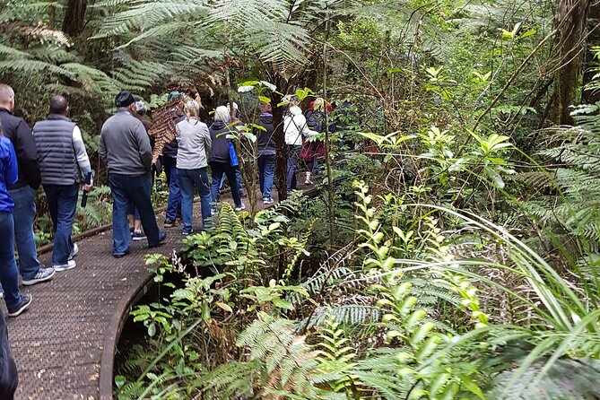 Bay of Islands Shore Excursion: Puketi Rainforest Guided Walk - Boardwalk, steep bits, and why the walk can feel tougher than you expect