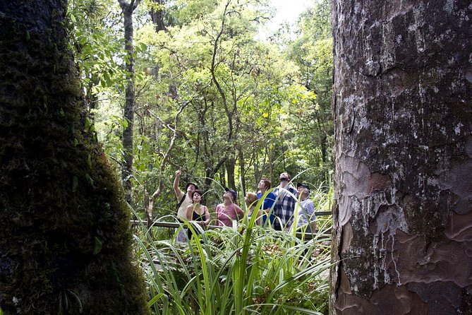 Bay of Islands Shore Excursion: Puketi Rainforest Guided Walk - From the ship to the forest: pickup that respects cruise schedules