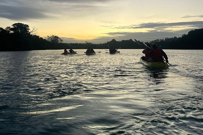 Bioluminescence Kayak Tour - Est. 1994 - Getting to the meeting point from Auckland without stress