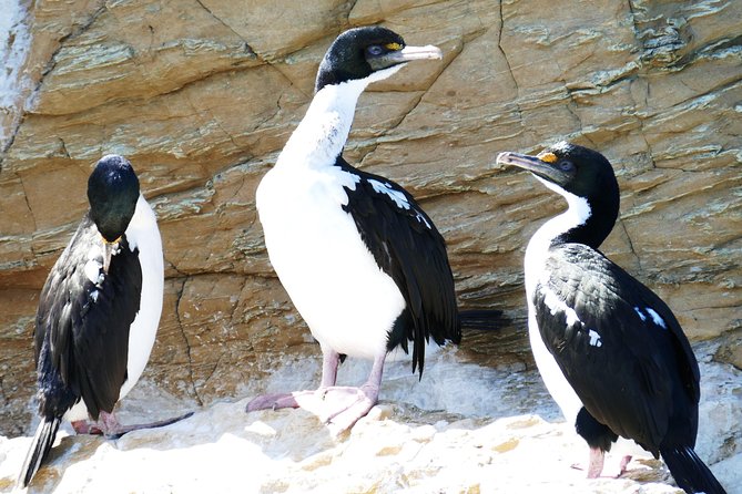 Bird Watching and Dolphin Eco-Tour to Blumine Island - Why Blumine Island in Queen Charlotte Sound is the main reason