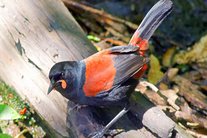 Bird Watching and Dolphin Eco-Tour to Blumine Island - Blumine Island birding: orange-fronted kakariki and king shags