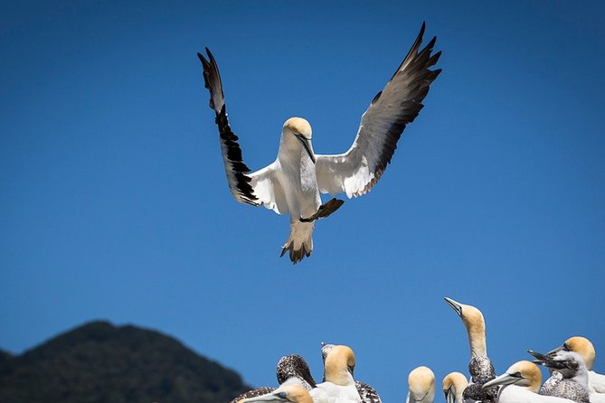 Bird Watching and Dolphin Eco-Tour to Blumine Island - The busbird focus, and why the DOC drop is worth it